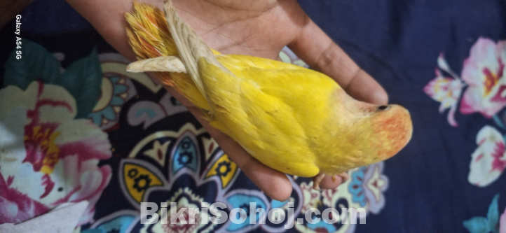 Love bird